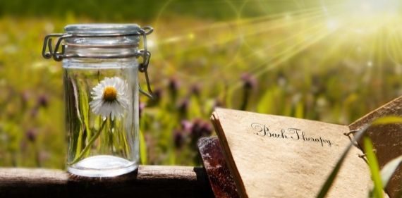 consultation de naturopathie avec les fleurs de bach au cabinet nature pour soi par vanessa vechard à issoire (63)